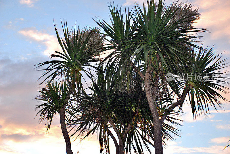 卷心菜树(Cordyline Australis)，新西兰